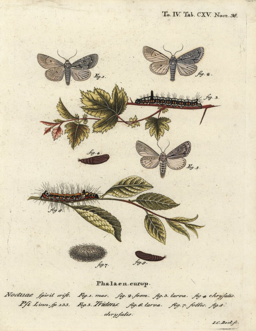 灰色匕首，Acronicta psi 1-4，和深色匕首，Acronicta tridens 5-8。 Johann Carl Bock根据Eugenius Johann Christoph Esper的Die Schmetterlinge in Abbildungen nach der Natur，Erlangen所作的手工彩色铜版画。 作者 约翰·卡尔·博克（Johann Carl Bock）