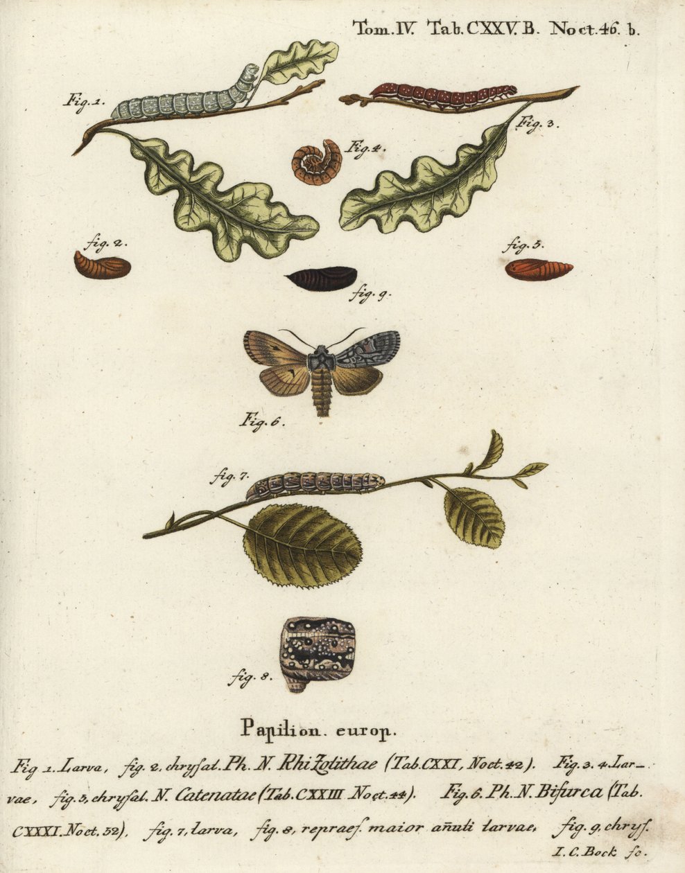 灰色的肩结，Lithophane ornitopus 1,2，跳动的栗子，Agrochola helvola 3-5，符合者，Lithophane furcifera 6-9。Johann Carl Bock根据Eugenius Johann Christoph Esper的Die Schmetterlinge in Abbildungen n手绘铜版画。 作者 约翰·卡尔·博克（Johann Carl Bock）