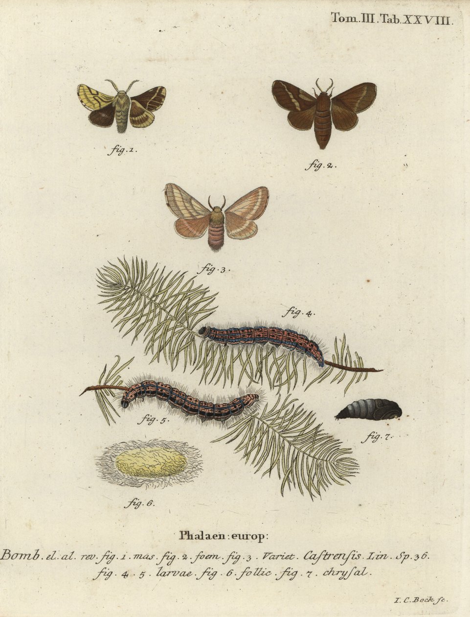 地面上的小飞蛾，Malacosoma castrense。 作者 约翰·卡尔·博克（Johann Carl Bock）