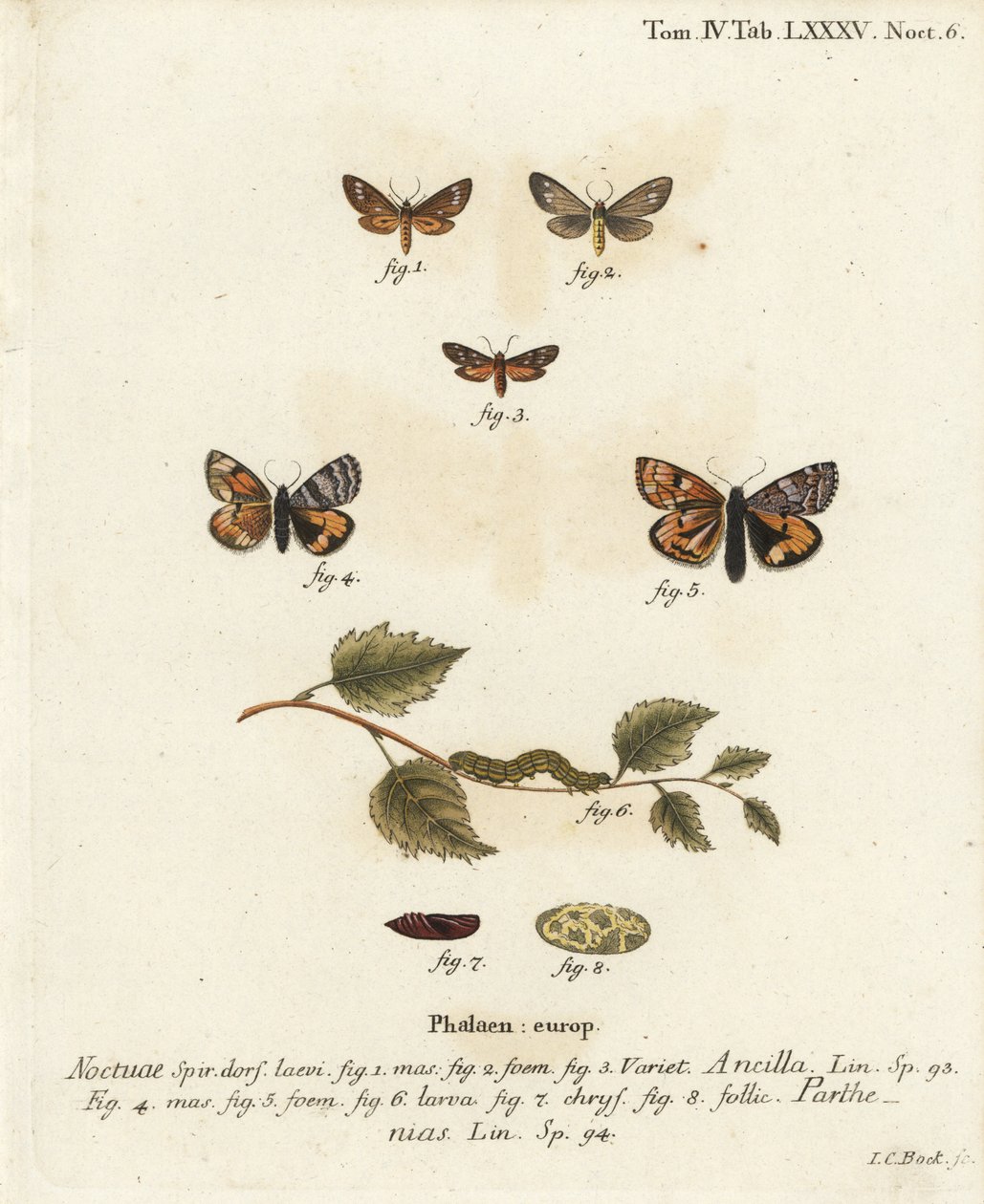 女仆蛾，Dysauxes ancilla 1-3，和橙色的下翼，Archiearis parthenias 4-8。Johann Carl Bock根据Eugenius Johann Christoph Esper的Die Schmetterlinge in Abbildungen nach der Natur（埃尔朗根）所作的手绘铜版画。 作者 约翰·卡尔·博克（Johann Carl Bock）
