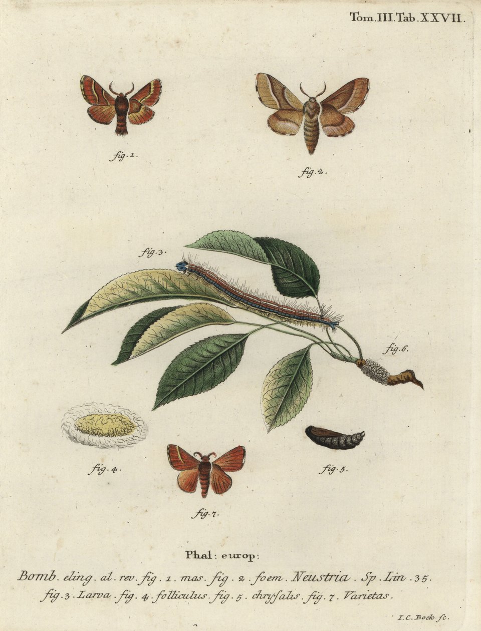 莱克尔蛾，Malacosoma neustria。 作者 约翰·卡尔·博克（Johann Carl Bock）