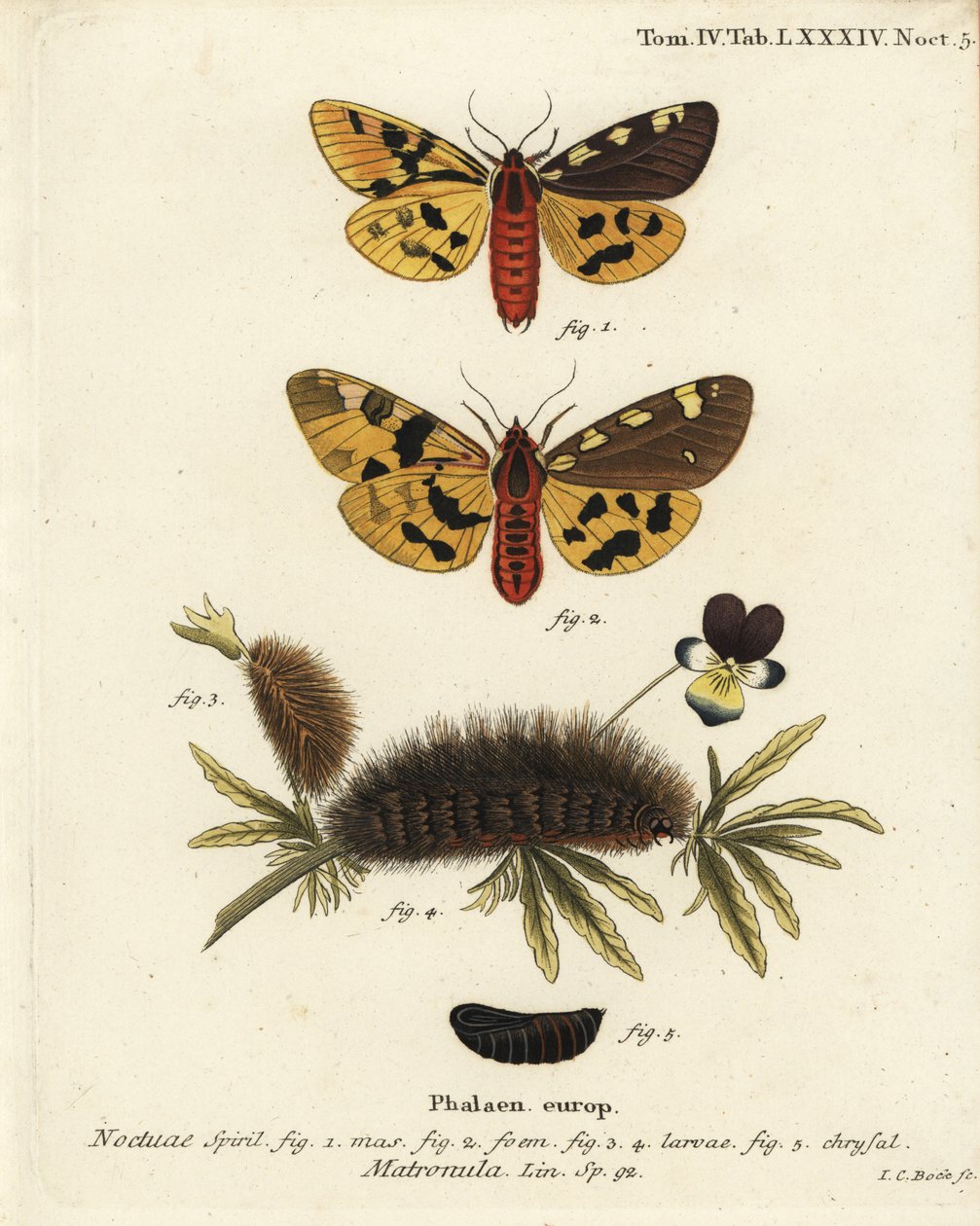 大虎蛾，雄性和雌性，Pericallia matronula。Johann Carl Bock根据Eugenius Johann Christoph Esper的Die Schmetterlinge in Abbildungen nach der Natur（埃尔朗根）所作的手绘铜版画。 作者 约翰·卡尔·博克（Johann Carl Bock）