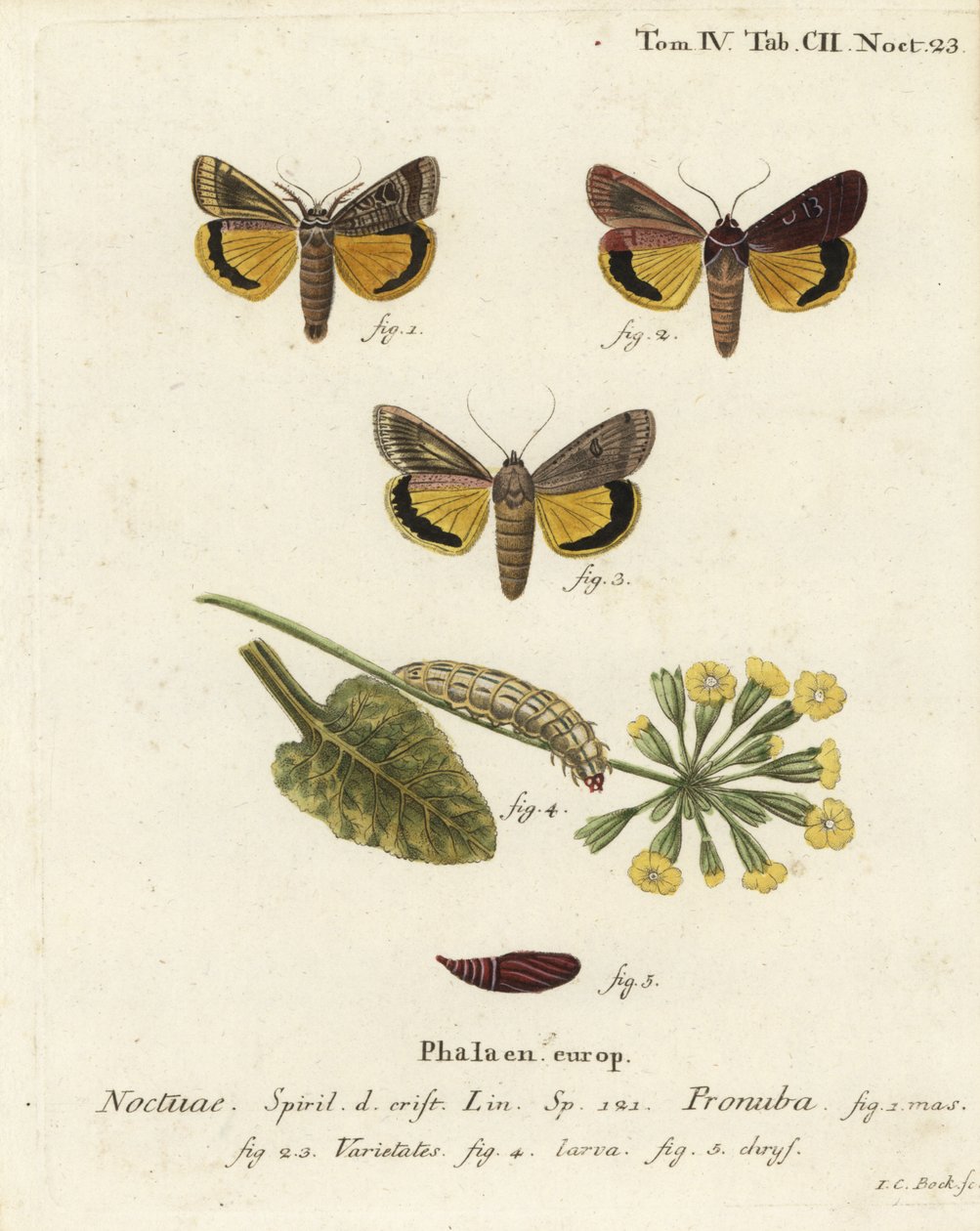 大型黄色底翼，Noctua pronuba，以及品种。Johann Carl Bock根据Eugenius Johann Christoph Esper的Die Schmetterlinge in Abbildungen nach der Natur（埃尔朗根）所作的手绘铜版画。 作者 约翰·卡尔·博克（Johann Carl Bock）