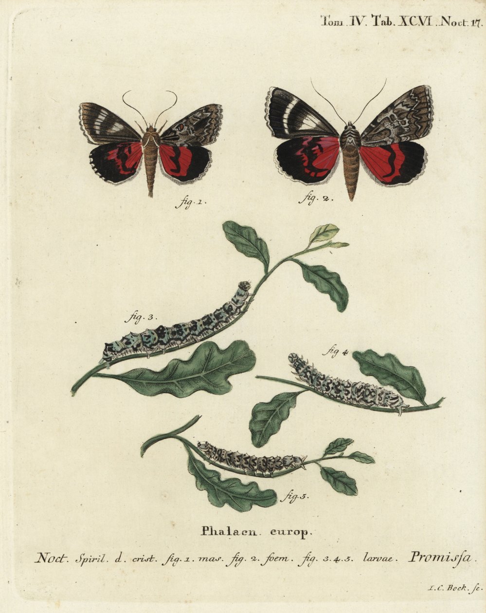 浅红色的翼下蛾，Catocala promissa。Johann Carl Bock根据Eugenius Johann Christoph Esper的Die Schmetterlinge in Abbildungen nach der Natur（埃尔朗根）所作的手绘铜版画。 作者 约翰·卡尔·博克（Johann Carl Bock）