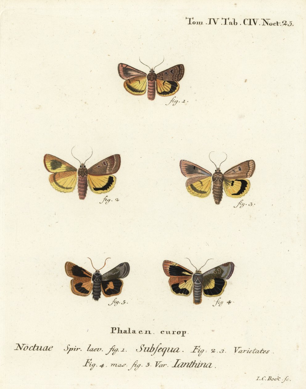 月球黄翅，Noctua orbona 1，和小宽边黄翅或Langmaid的黄翅，Noctua janthina 2-5。Johann Carl Bock根据Eugenius Johann Christoph Esper的Die Schmetterlinge in Ab手绘铜版画。 作者 约翰·卡尔·博克（Johann Carl Bock）