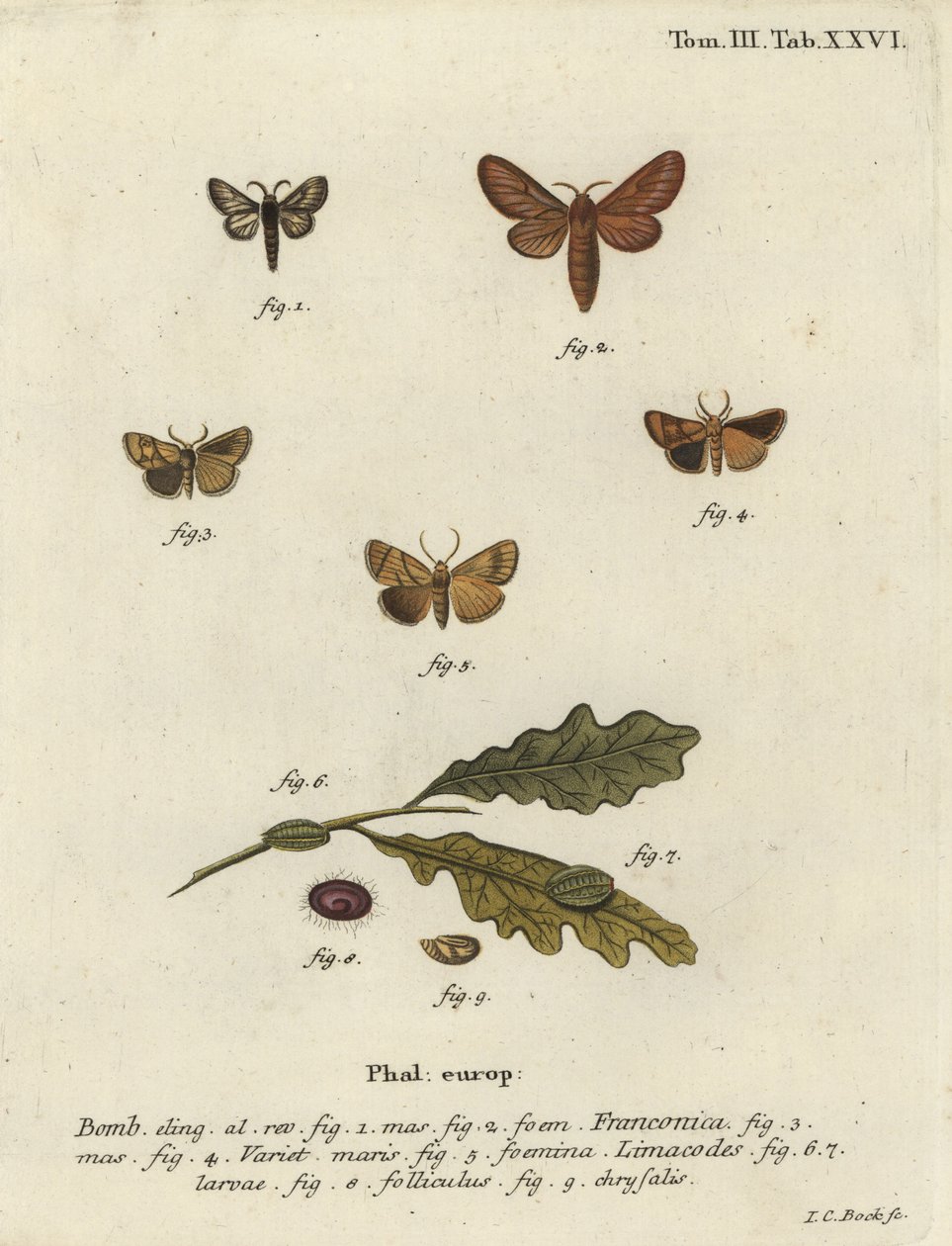 Malacosoma franconicum moth and festoon, Apoda limacodes. 作者 约翰·卡尔·博克（Johann Carl Bock）