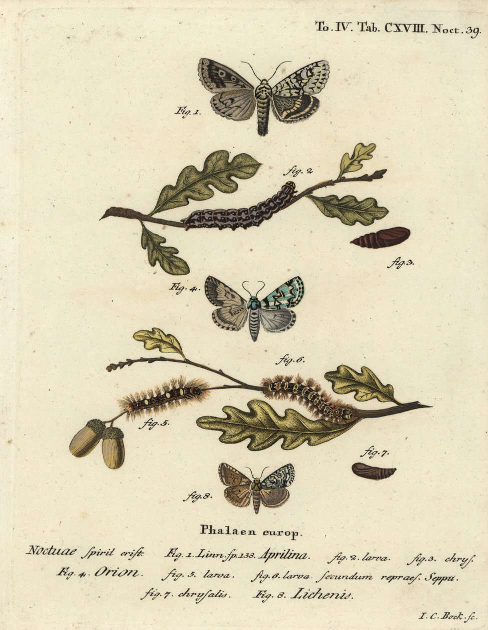 手绘铜版画，Johann Carl Bock根据Eugenius Johann Christoph Esper的《Die Schmetterlinge in Abbildungen nach》绘制。 作者 约翰·卡尔·博克（Johann Carl Bock）