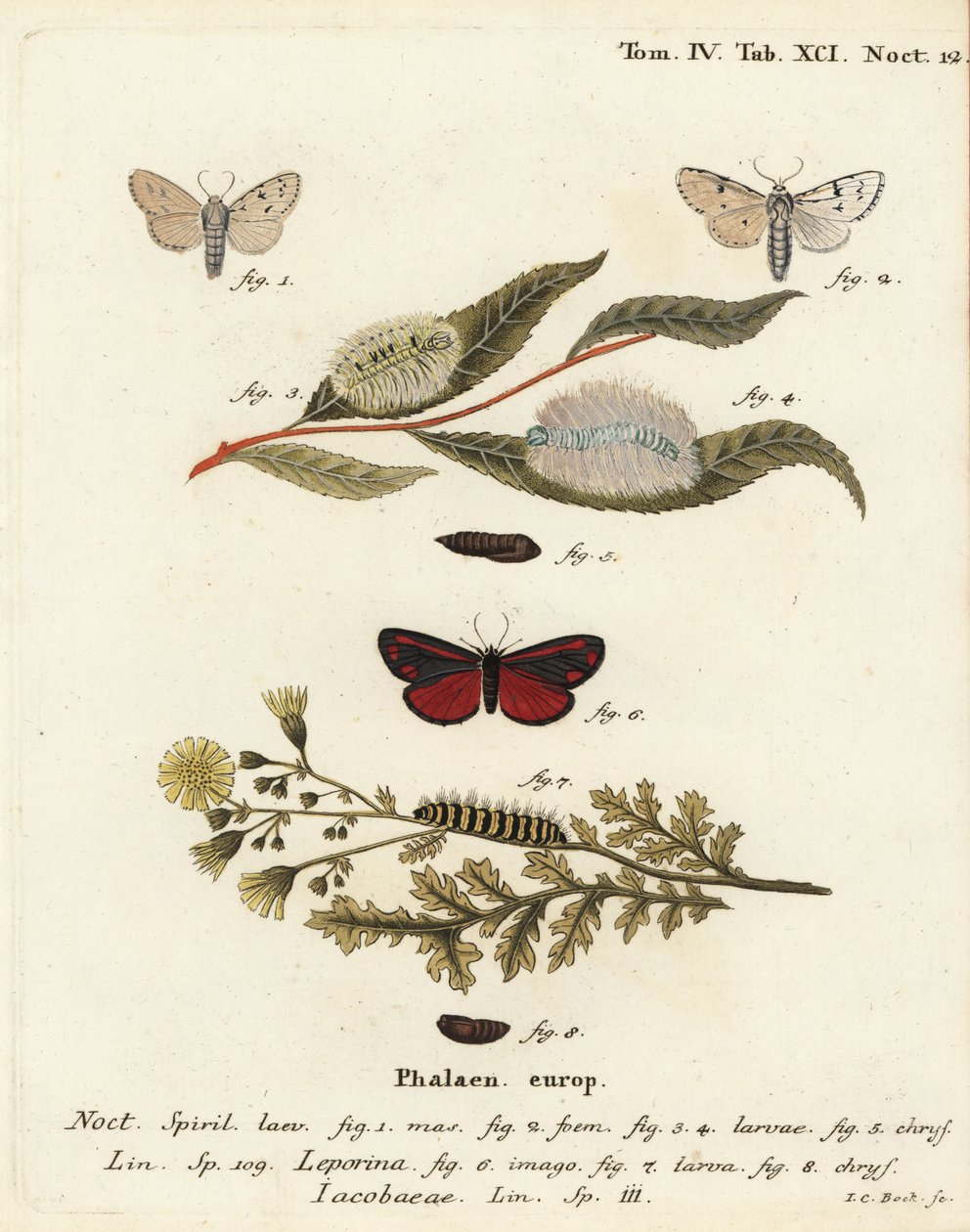 米勒蛾，Acronicta leporina 1-5，以及朱砂蛾，Tyria jacobaeae 6-8。Johann Carl Bock根据Eugenius Johann Christoph Esper的Die Schmetterlinge in Abbildungen nach der Natur（埃尔朗根）所作的手绘铜版画。 作者 约翰·卡尔·博克（Johann Carl Bock）