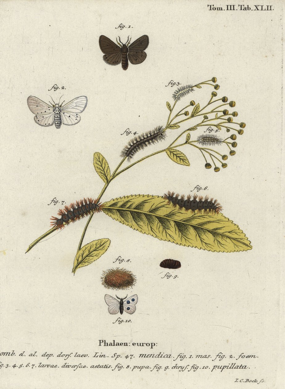 马斯林蛾，Diaphora mendica。 作者 约翰·卡尔·博克（Johann Carl Bock）