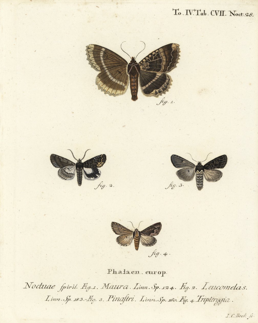 老妇人或黑下翼，Mormo maura 1，东部的alchymist，Aedia leucomelas 2，以及Dypterygia scabriuscula 3，4。Johann Carl Bock根据Eugenius Johann Christoph Esper的Die Schmetterlinge in Abbildungen nach der Na进行的手绘铜版画。 作者 约翰·卡尔·博克（Johann Carl Bock）