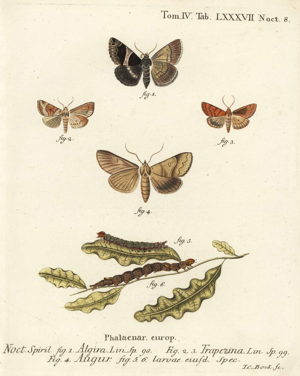 乘客蛾，Dysgonia algira 1, dun-bar, Cosmia trapezina 2-3, double dart or soothsayer, Graphiphora augur 4, 幼虫5-6。Johann Carl Bock根据Eugenius Johann Christoph Esper的Die Schmetterlinge in Abbildungen n手绘铜版画。 作者 约翰·卡尔·博克（Johann Carl Bock）