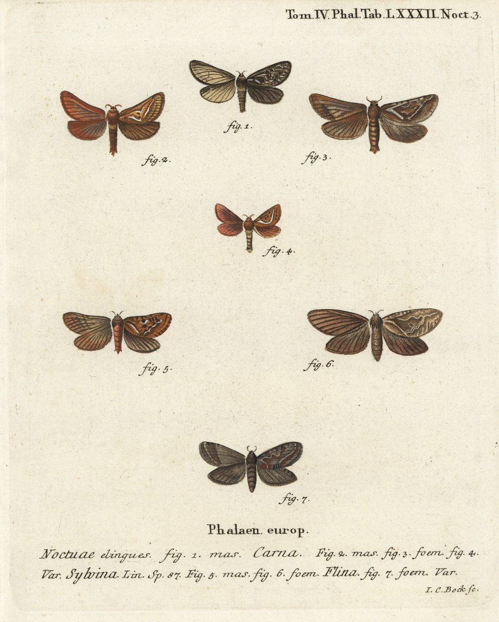 Pharmacis carna 2-4, orange swift, Triodia sylvina 5,6, and gold swift, Phymatopus hecta 7.Johann Carl Bock根据Eugenius Johann Christoph Esper的Die Schmetterlinge in Abbildungen nach der Natur（埃尔朗根）手绘铜版画。 作者 约翰·卡尔·博克（Johann Carl Bock）