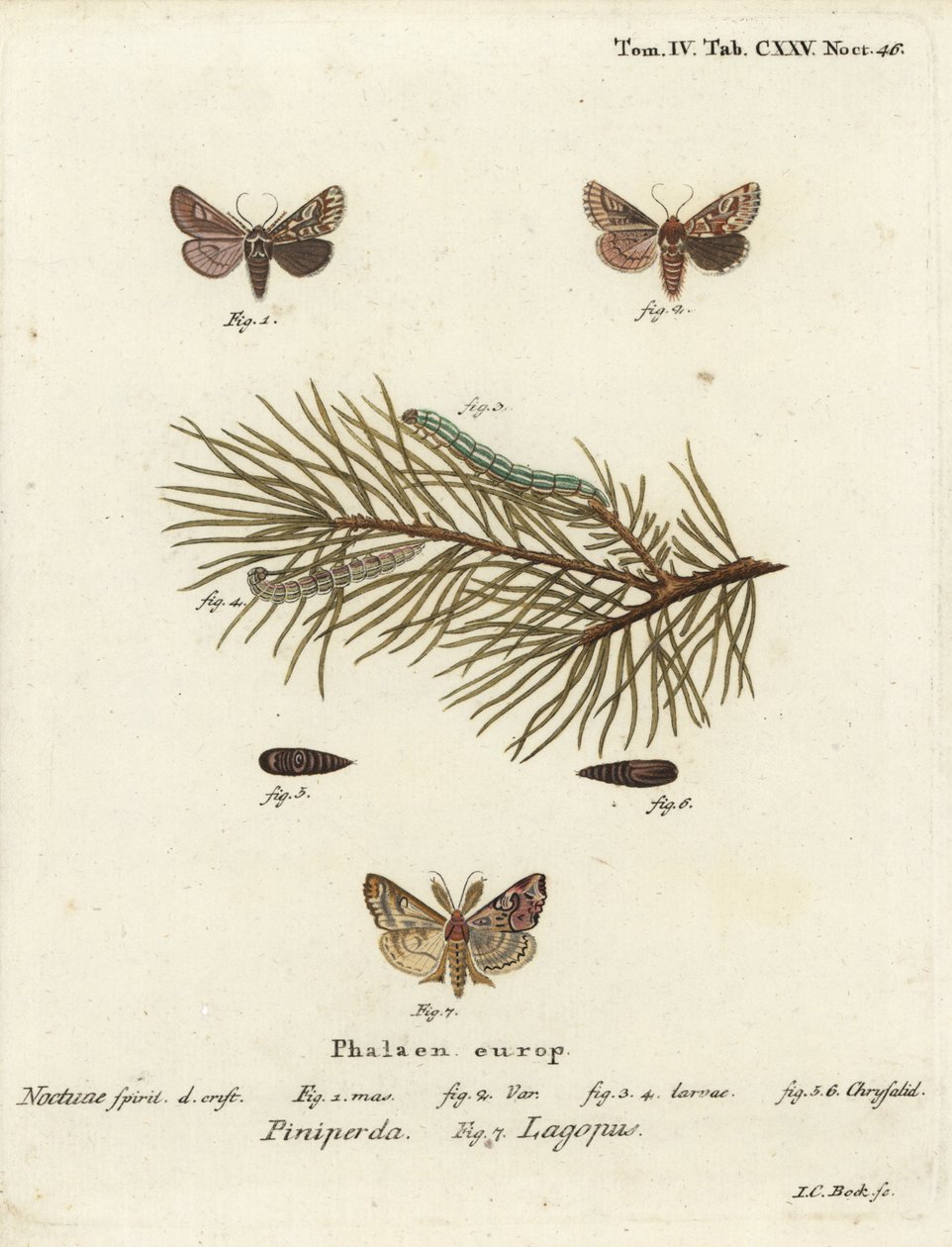 松树美女，Panolis flammea 1-6，以及拉丁蛾，Callopistria juventina 7。Johann Carl Bock根据Eugenius Johann Christoph Esper的Die Schmetterlinge in Abbildungen nach der Natur（埃尔朗根）所作的手绘铜版画。 作者 约翰·卡尔·博克（Johann Carl Bock）