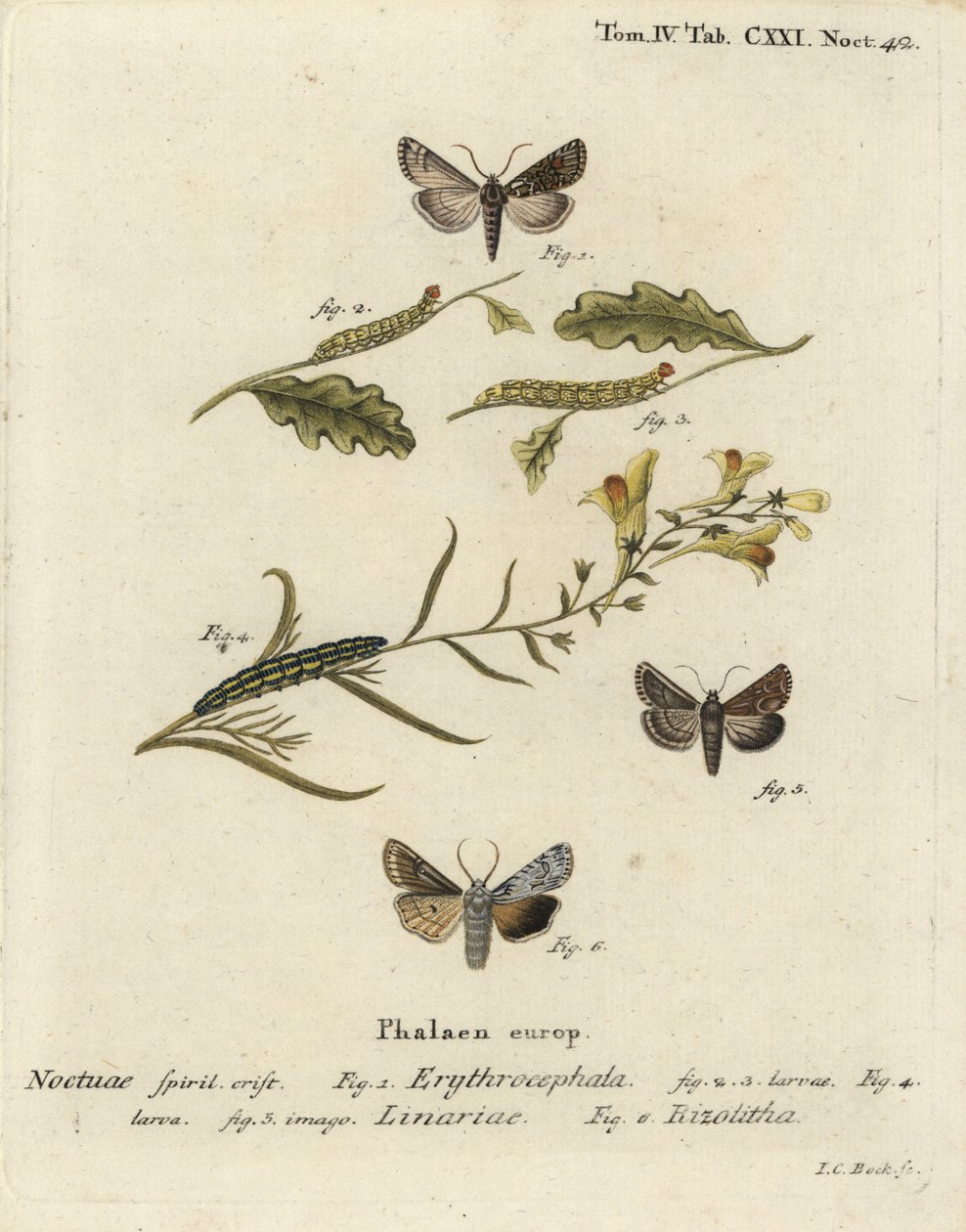 红头栗子，Conistra erythrocephala 1-4，蟾酥锦，Calophasia lunula 5和灰肩结，Lithophane ornitopus 6。Johann Carl Bock根据Eugenius Johann Christoph Esper的Die Schmetterlinge in Abb手绘铜版画。 作者 约翰·卡尔·博克（Johann Carl Bock）