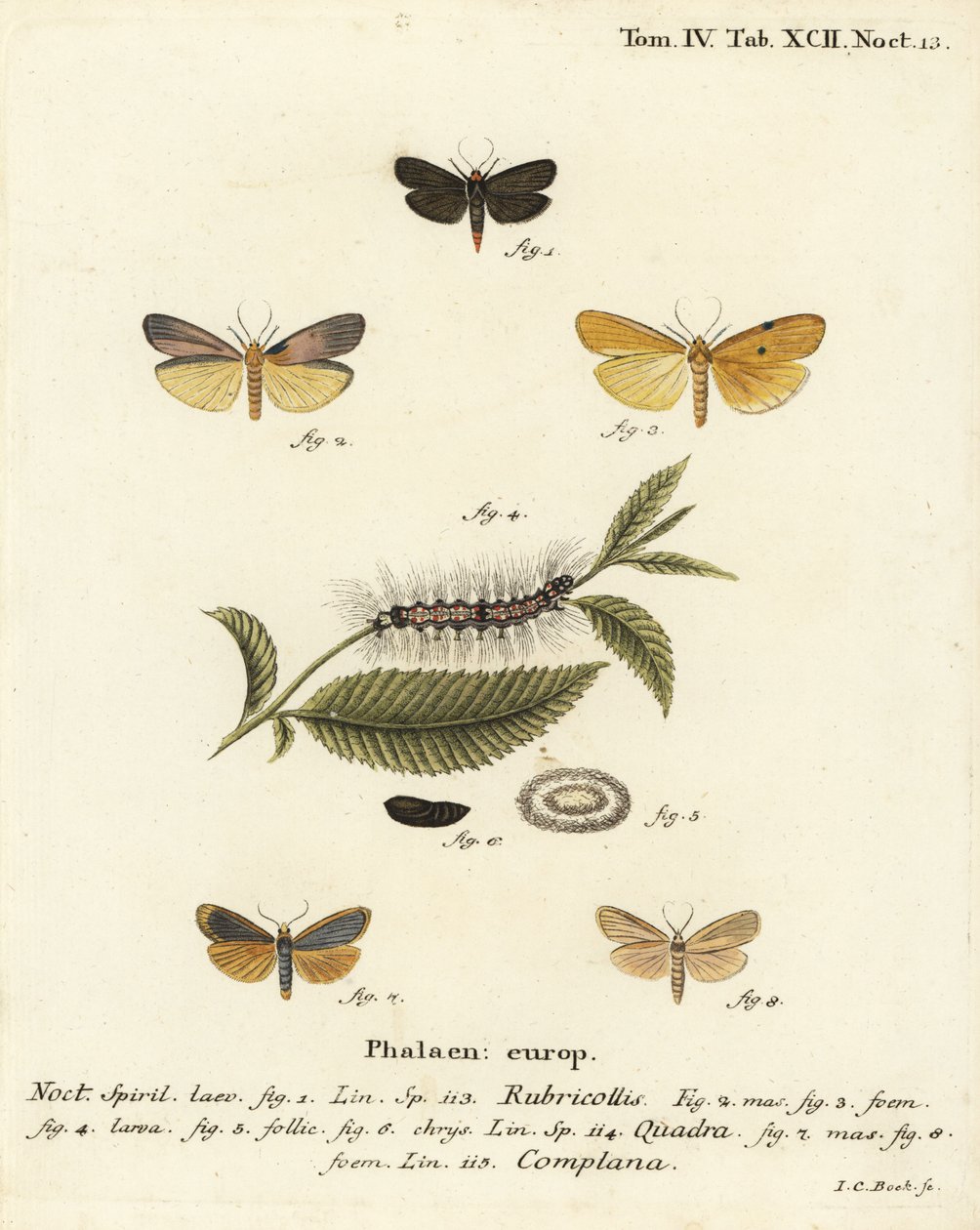 红颈脚夫，Atolmis rubricollis 1，，四斑脚夫，Lithosia quadra 2-6，以及水牛脚夫，Katha depressa 7,9。Johann Carl Bock根据Eugenius Johann Christoph Esper的Die Schmetterlinge in Abbildungen na手绘铜版画。 作者 约翰·卡尔·博克（Johann Carl Bock）
