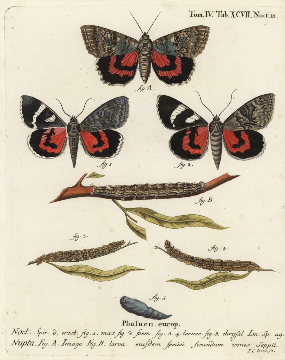 红下翅蛾，Catocala nupta。Johann Carl Bock根据Eugenius Johann Christoph Esper的Die Schmetterlinge in Abbildungen nach der Natur（埃尔朗根）所作的手绘铜版画。 作者 约翰·卡尔·博克（Johann Carl Bock）