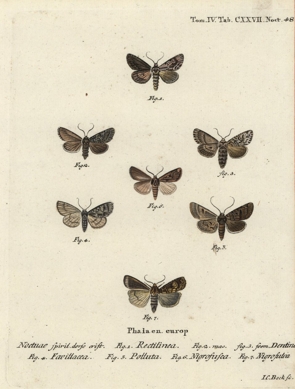 萨克森蛾，Hyppa rectilinea 1，剪子蛾，Hada plebeja 2,3，沼泽匕首，Acronicta strigosa 4，褐斑针叶，Agrochola litura 5，白线镖，Euxoa nigrofusca 6，Opigena polygona 7。约翰-卡尔-博克的手绘铜版画。 作者 约翰·卡尔·博克（Johann Carl Bock）