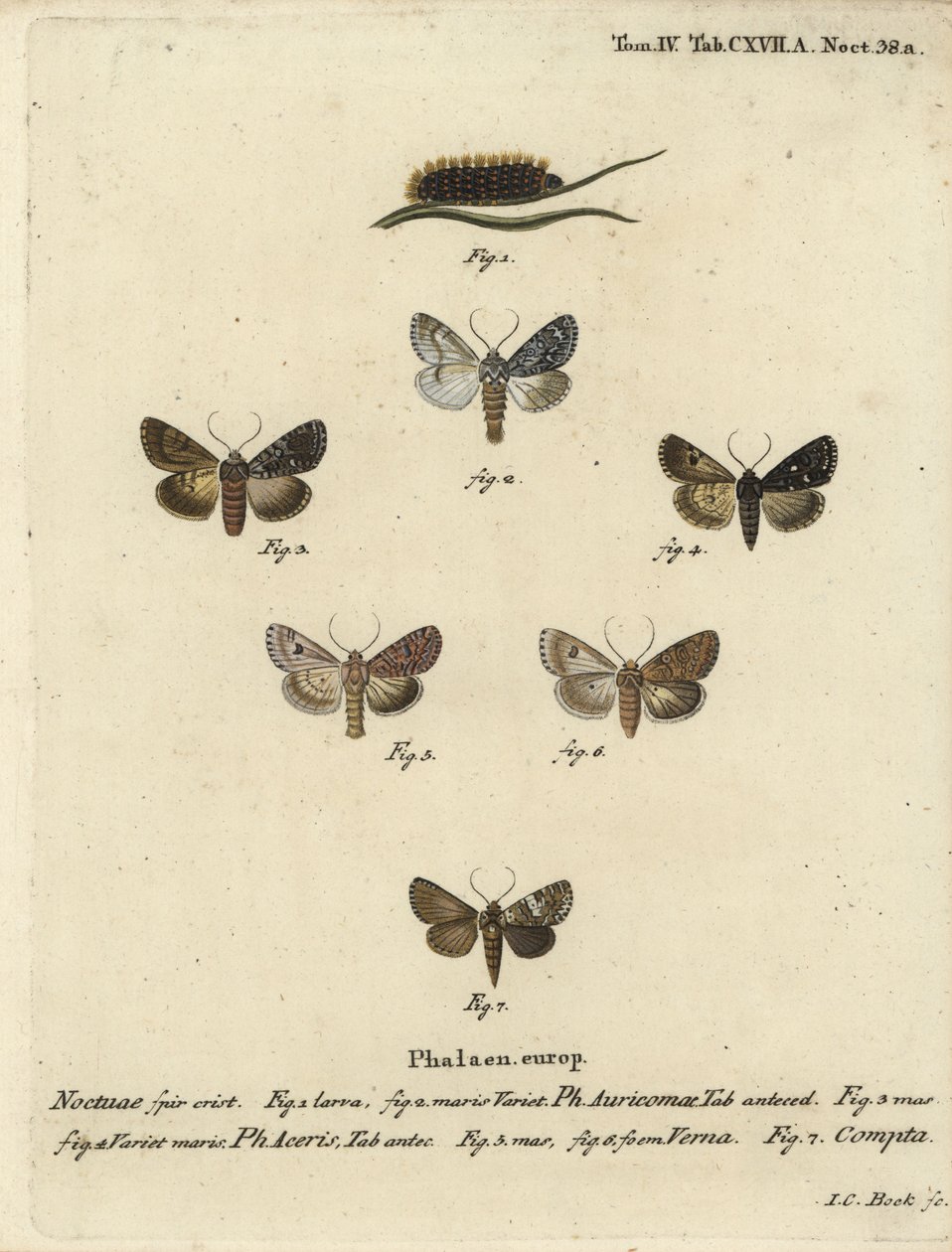 罕见的匕首，Acronicta auricoma 1-3，梧桐蛾，Acronicta aceris，肉豆蔻蛾4,5，Hadula trifolii 6和各种冠状物，Hadena compta 7。Johann Carl Bock根据Eugenius Johann Christoph Esper的Die Schmetterling手绘铜版画。 作者 约翰·卡尔·博克（Johann Carl Bock）