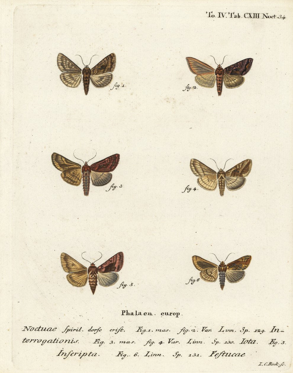 罕见的银Y，Syngrapha interrogationis 1,2，普通的金Y，Autographa jota 3-5，金斑，Plusia festucae 6。Johann Carl Bock根据Eugenius Johann Christoph Esper的Die Schmetterlinge in Abbildungen nach der Nat进行的手绘铜版雕刻。 作者 约翰·卡尔·博克（Johann Carl Bock）