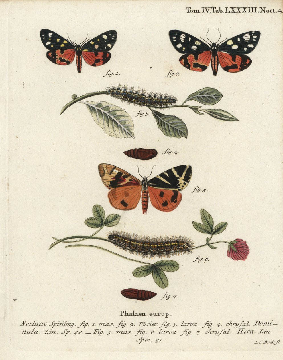 猩红虎斑蛾，Callimorpha dominula 1-4，和泽西虎斑蛾，Euplagia quadripunctaria 5-7。Johann Carl Bock根据Eugenius Johann Christoph Esper的Die Schmetterlinge in Abbildungen nach der Natur（埃尔朗根）所作的手绘铜版画。 作者 约翰·卡尔·博克（Johann Carl Bock）