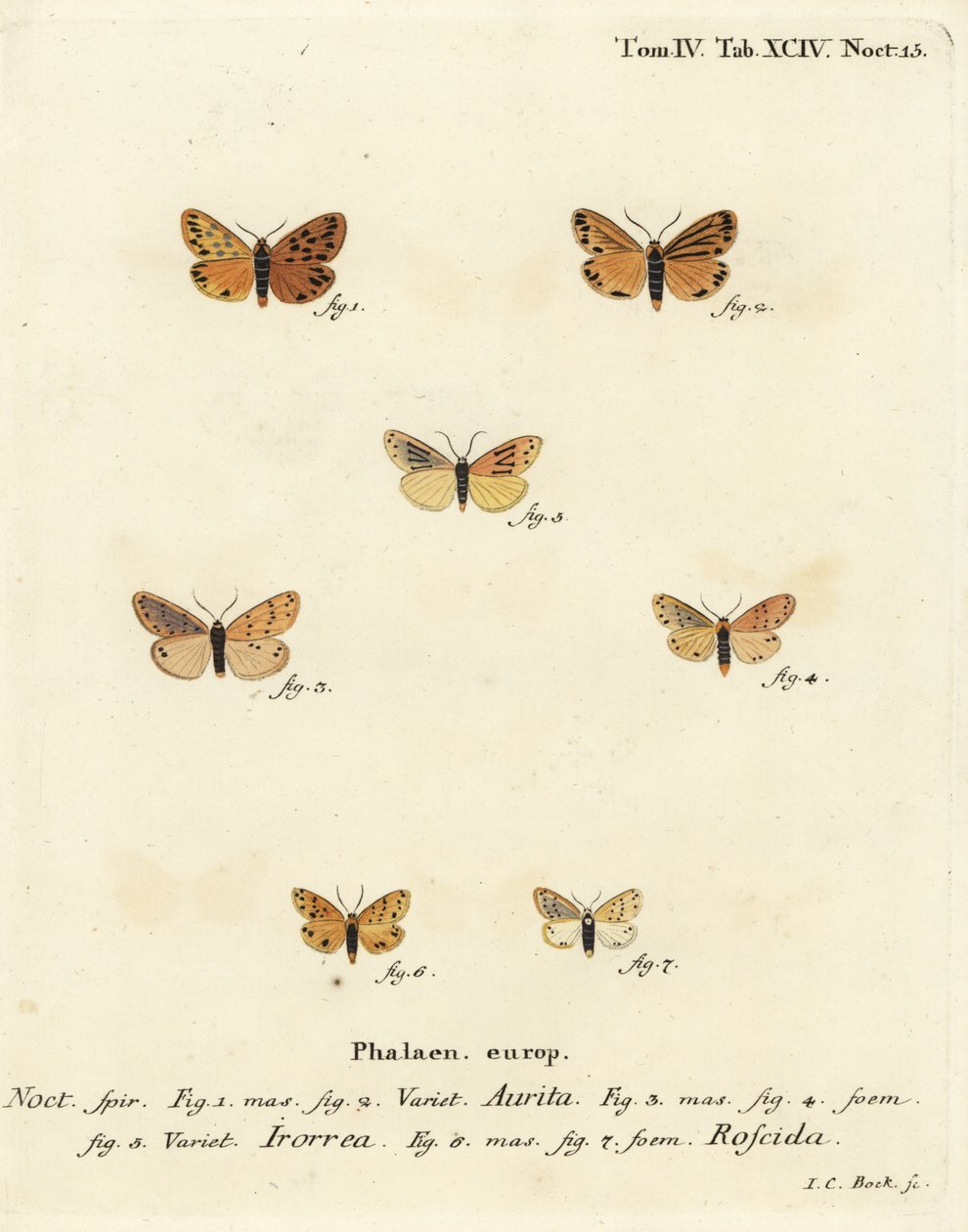 Setina aurita蛾子1,2，露水蛾，Setina irrorella 3-5，以及Setina roscida蛾子6,7。Johann Carl Bock根据Eugenius Johann Christoph Esper的Die Schmetterlinge in Abbildungen nach der Natur（埃尔朗根）所作的手绘铜版画。 作者 约翰·卡尔·博克（Johann Carl Bock）