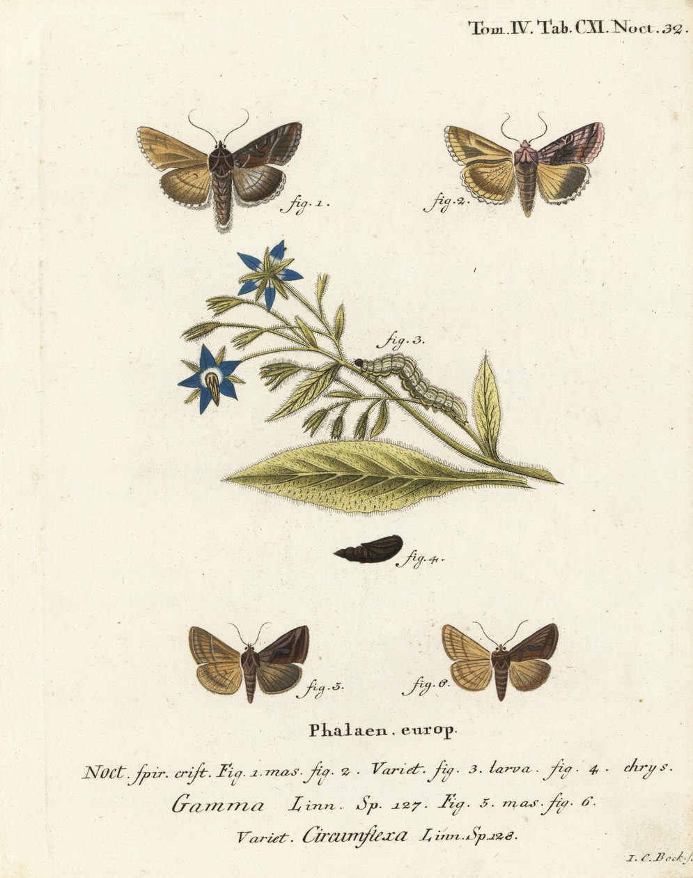 银Y蛾，Autographa gamma 1-4和埃塞克斯Y蛾，Cornutiplusia circumflexa 5,6。Johann Carl Bock根据Eugenius Johann Christoph Esper的Die Schmetterlinge in Abbildungen nach der Natur（埃尔朗根）所作的手绘铜版画。 作者 约翰·卡尔·博克（Johann Carl Bock）