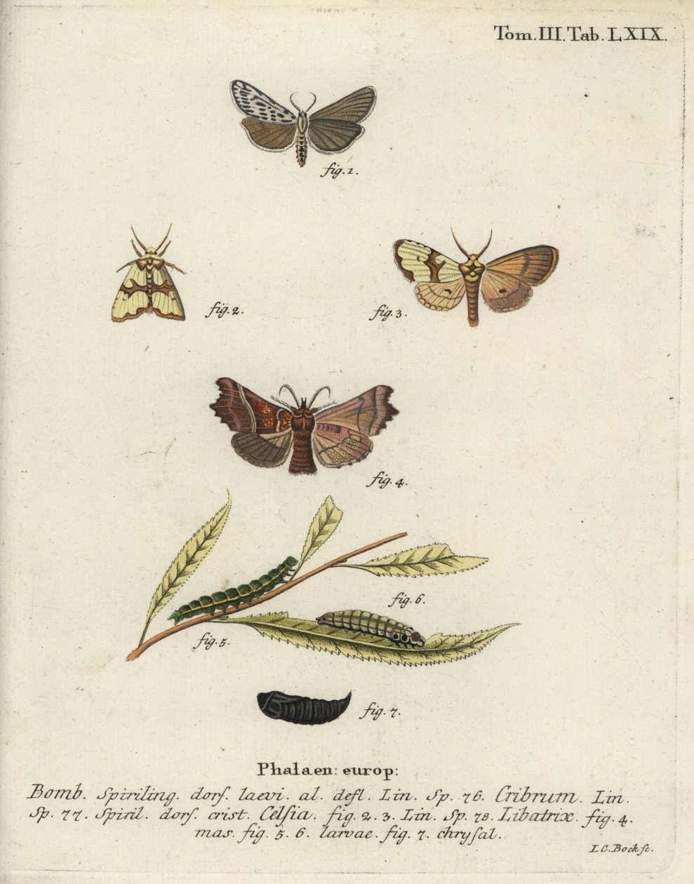 斑点脚夫，Staurophora celsia和先驱蛾。 作者 约翰·卡尔·博克（Johann Carl Bock）