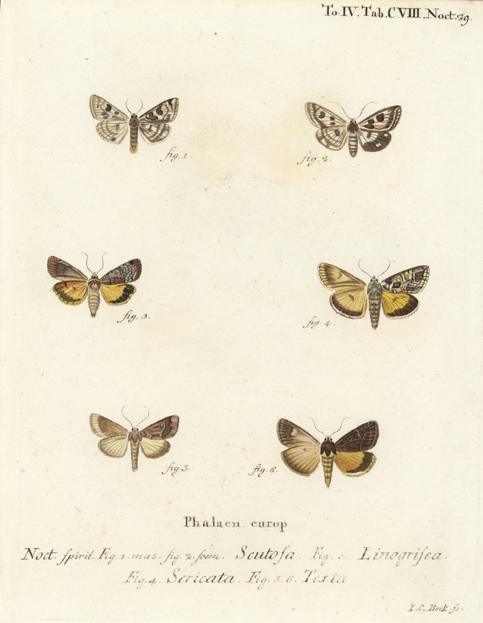 斑点三叶草，Schinia scutosa 1,2，Epilecta linogrisea 3，Guernsey underwing, Polyphaenis sericata 4，和Straw underwing, Thalpophila matura 5,6。Johann Carl Bock根据Eugenius Johann Christoph Esper的Die Schmette手绘铜版画。 作者 约翰·卡尔·博克（Johann Carl Bock）