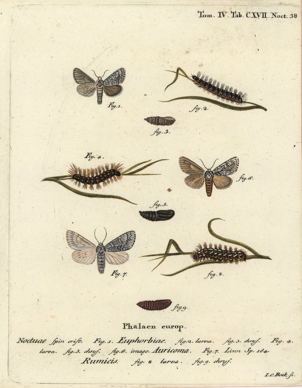 Sweet gale moth, Acronicta euphorbiae 1-5, scarce dagger, Acronicta auricoma 6, and knot grass moth, Acronicta rumicis 7-9. Handcoloured copperplate engraving by Johann Carl Bock after Eugenius Johann Christoph Esper’s Die Schmetterlinge in Abbildungen nac 作者 约翰·卡尔·博克（Johann Carl Bock）