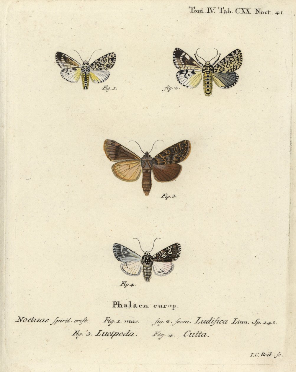 Trichosea ludifica 1,2，南方的乡村，Rhyacia lucipeta 3，和Lamprosticta culta 4。Johann Carl Bock根据Eugenius Johann Christoph Esper的Die Schmetterlinge in Abbildungen nach der Natur（埃尔朗根）所作的手绘铜版画。 作者 约翰·卡尔·博克（Johann Carl Bock）