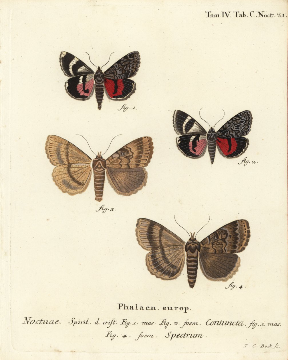 翼下蛾，Catocala coniuncta 1,2，和Apopestes spectrum 3,4。Noctua coniuncta, Noctua spectrum.Johann Carl Bock根据Eugenius Johann Christoph Esper的Die Schmetterlinge in Abbildungen nach der Natur（埃尔朗根）所作的手绘铜版画。 作者 约翰·卡尔·博克（Johann Carl Bock）