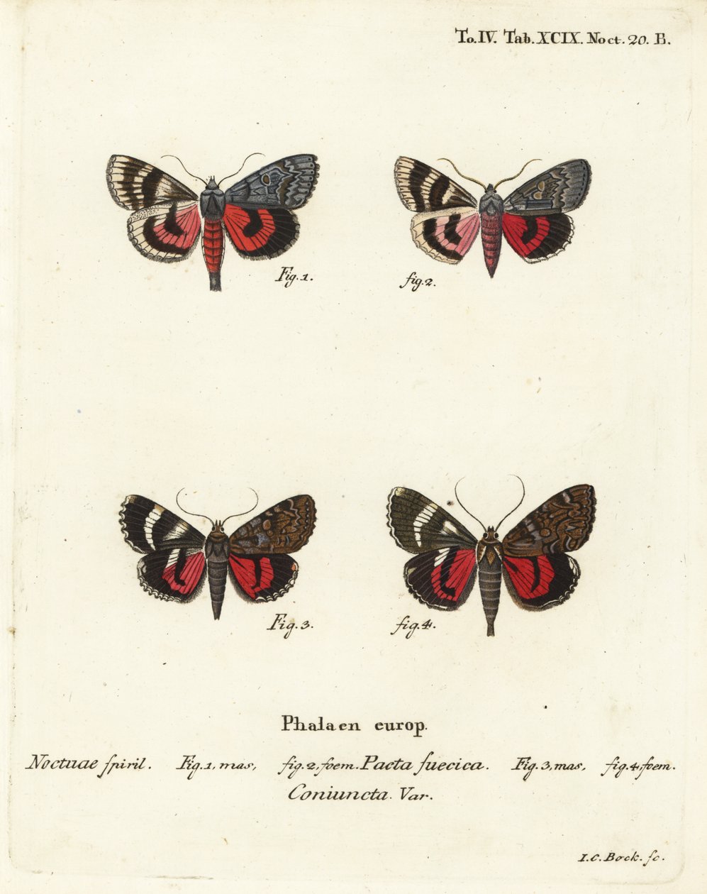 翼下蛾，Catocala pacta和Catocala coniuncta。Johann Carl Bock根据Eugenius Johann Christoph Esper的Die Schmetterlinge in Abbildungen nach der Natur（埃尔朗根）所作的手绘铜版画。 作者 约翰·卡尔·博克（Johann Carl Bock）