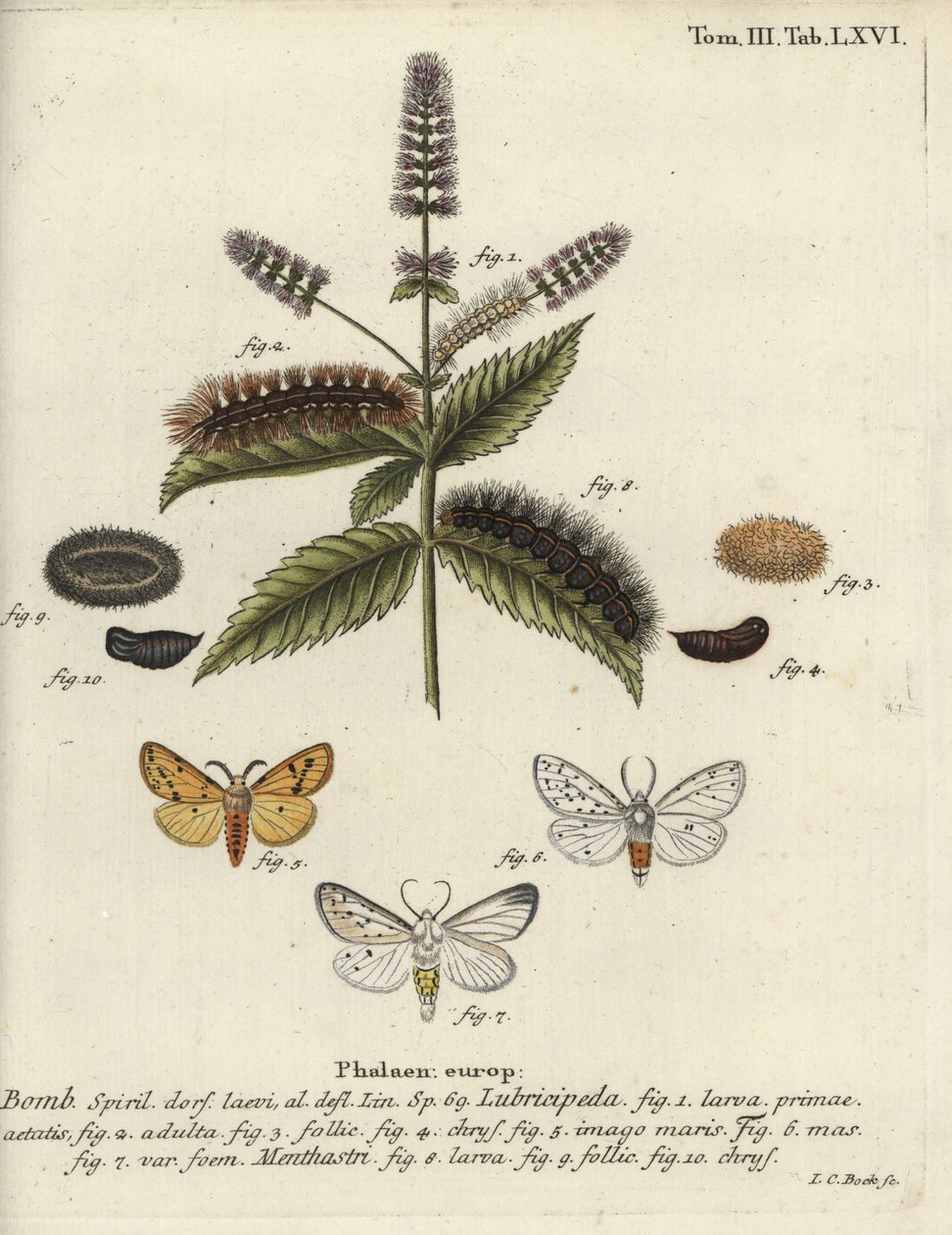 白貂，Spilosoma lubricipeda。 作者 约翰·卡尔·博克（Johann Carl Bock）