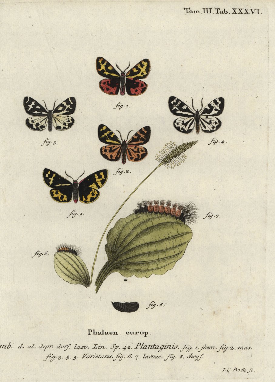 木虎蛾，Parasemia plantaginis。 作者 约翰·卡尔·博克（Johann Carl Bock）