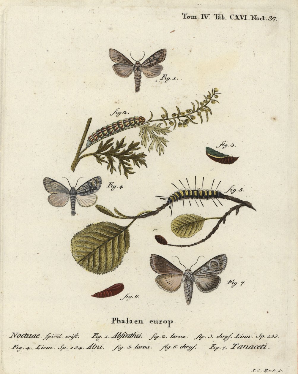 虫草蛾，Cucullia absinthii 1-3，桤木蛾，Acronicta alni 4-6，以及Cucullia tanaceti 7。Johann Carl Bock根据Eugenius Johann Christoph Esper的Die Schmetterlinge in Abbildungen nach der Natur（埃尔朗根）所作的手绘铜版画。 作者 约翰·卡尔·博克（Johann Carl Bock）