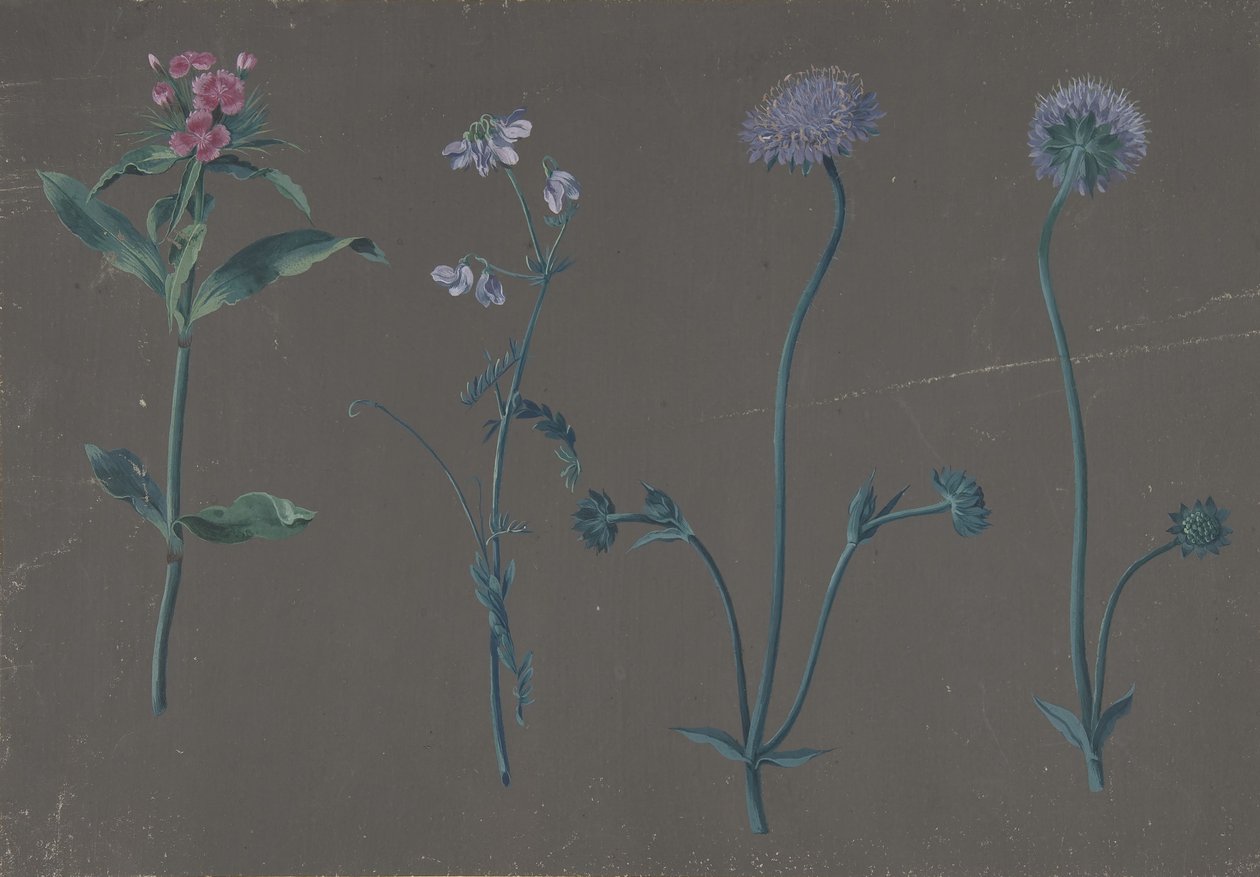 三朵花的研究》，1781年。 作者 约翰·克里斯蒂安·奥古斯特·伯恩鲍姆