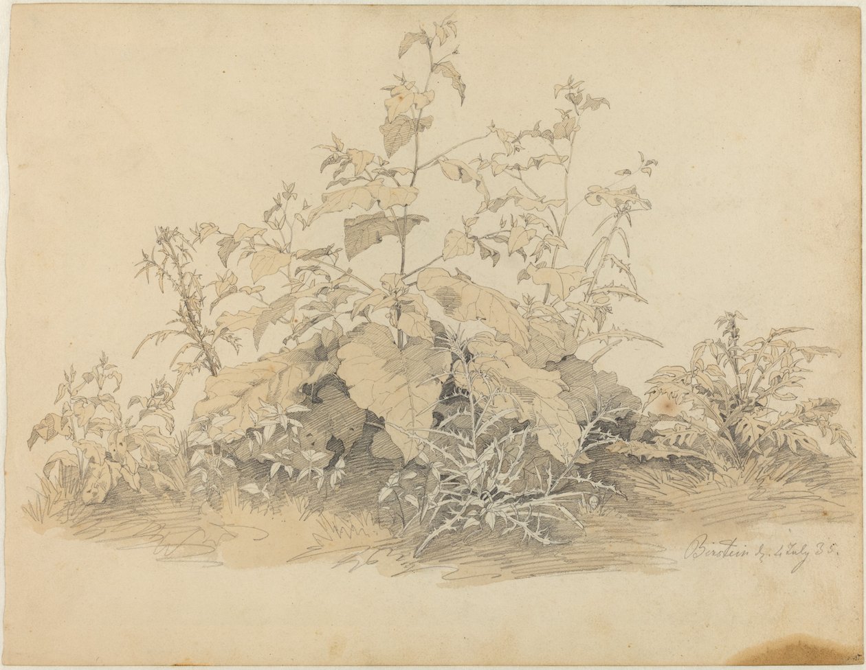 贝尔斯特恩附近的野生植物 作者 约翰·克里斯蒂安·赫尔德