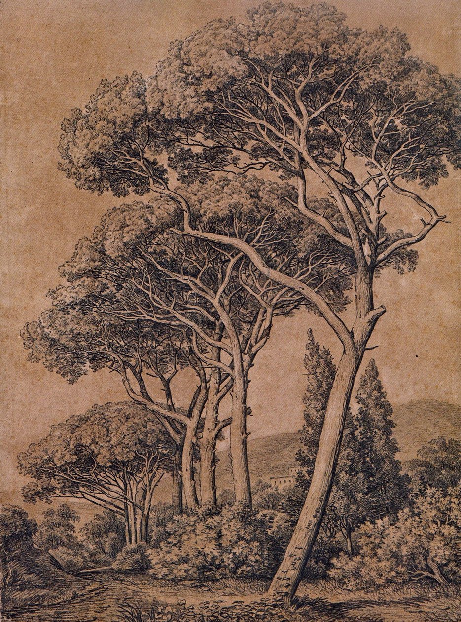 J C Reinhart 伞形松 1791 年 作者 约翰·克里斯汀·赖因哈特（Johann Christian Reinhart）
