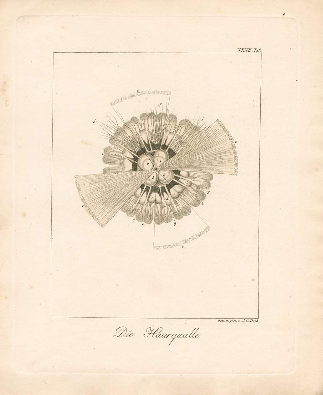 狮鬃水母（铜雕） 作者 