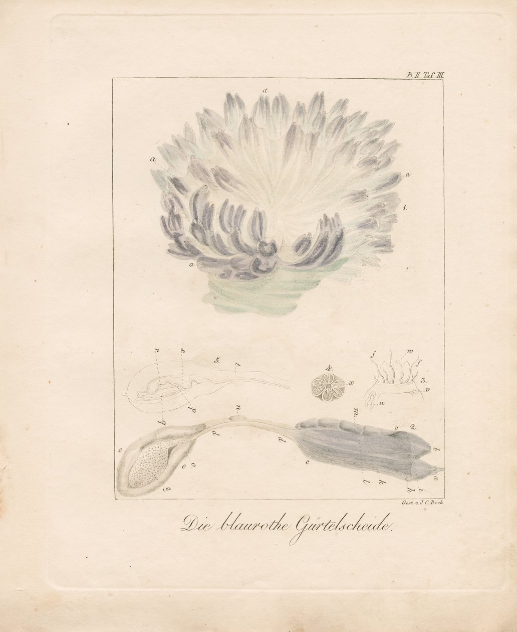 蓝红海鞘》（手绘石版画） 作者 