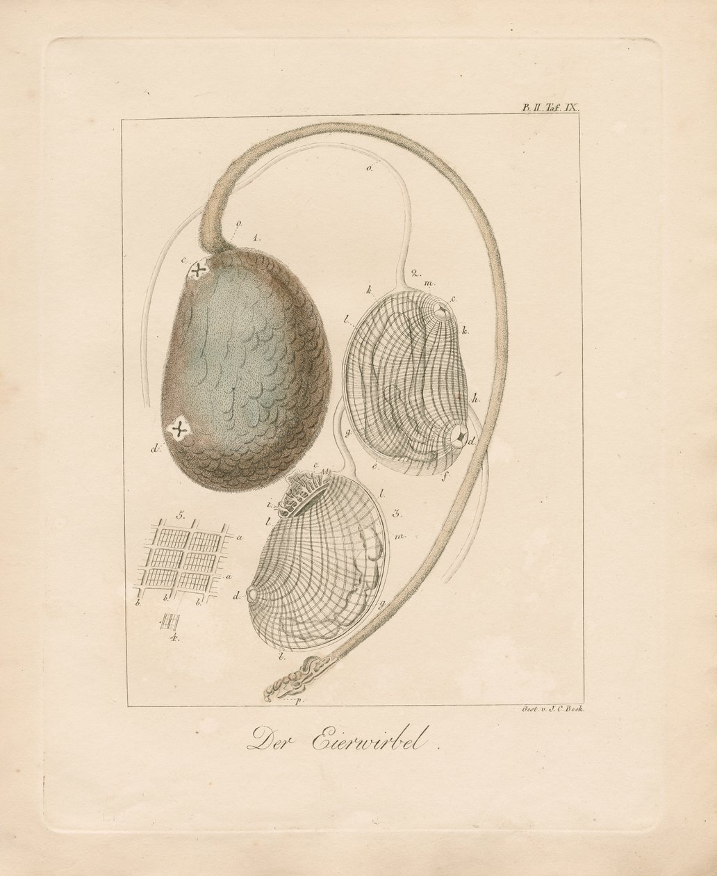 蛋的结构（彩色铜版雕刻） 作者 