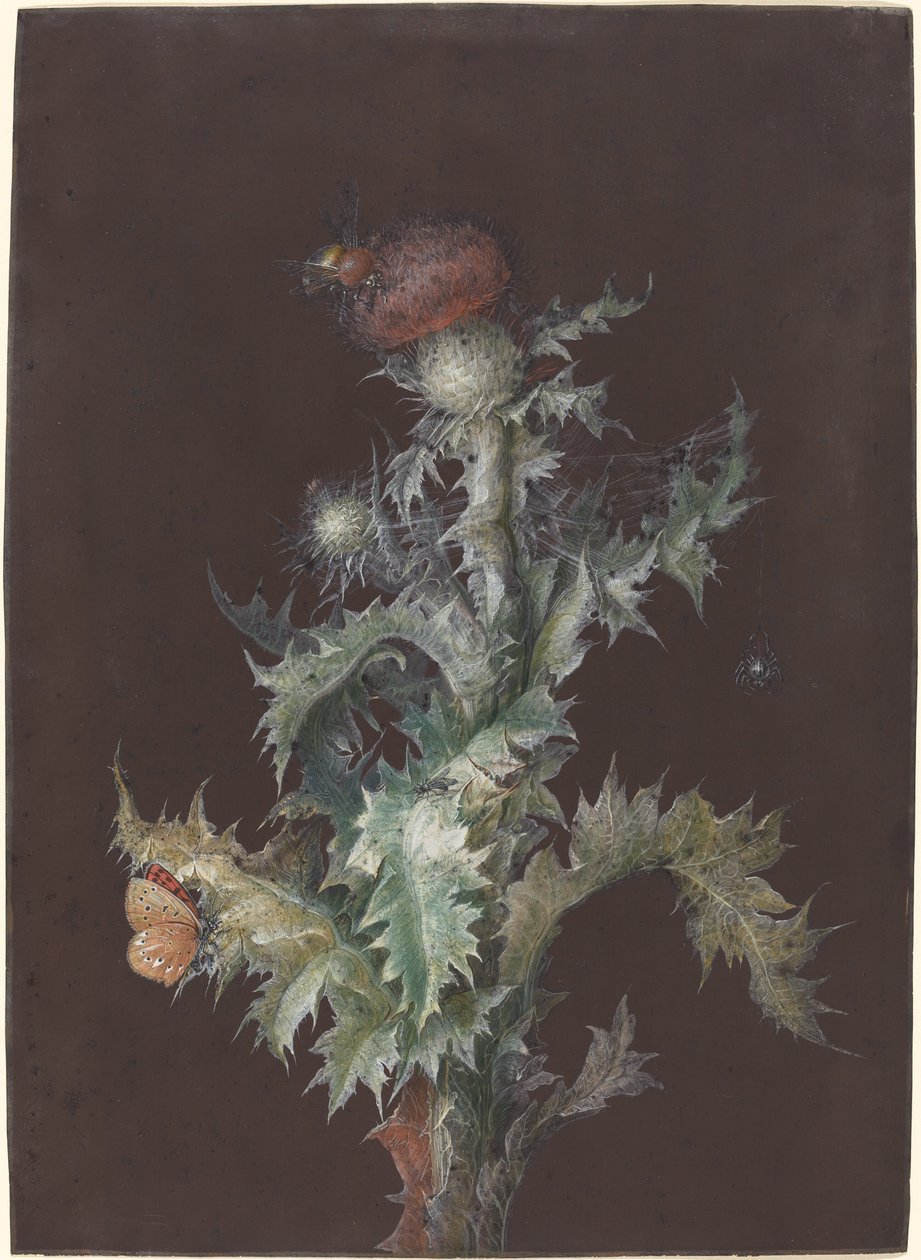 有昆虫的蓟草 作者 约翰·克里斯托夫·迪茨施（Johann Christoph Dietzsch）