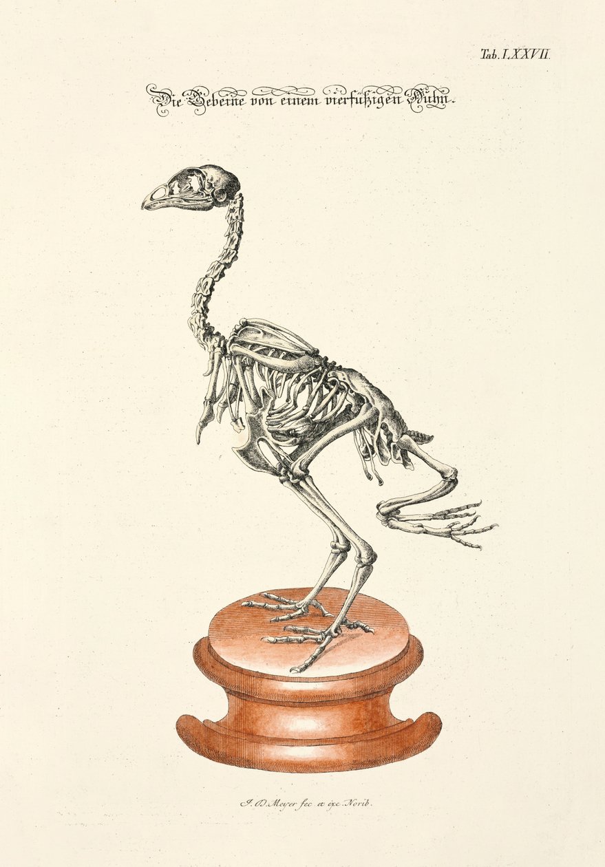 四脚鸡的骨头 作者 