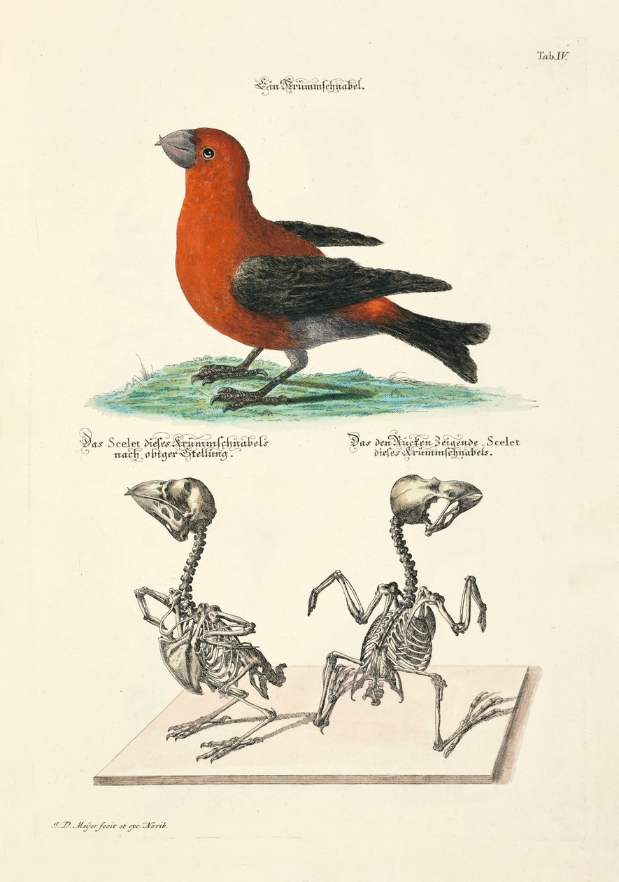 鹖鸟与骸骨 作者 