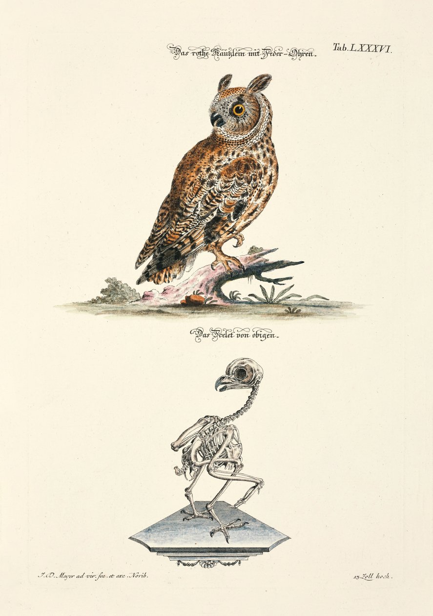 长耳猫头鹰及其骨骼 作者 