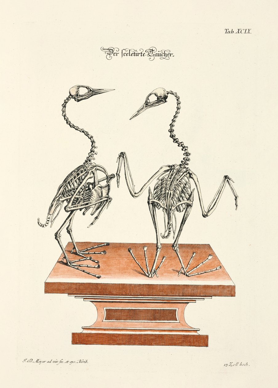 潜水员的骨骼 作者 