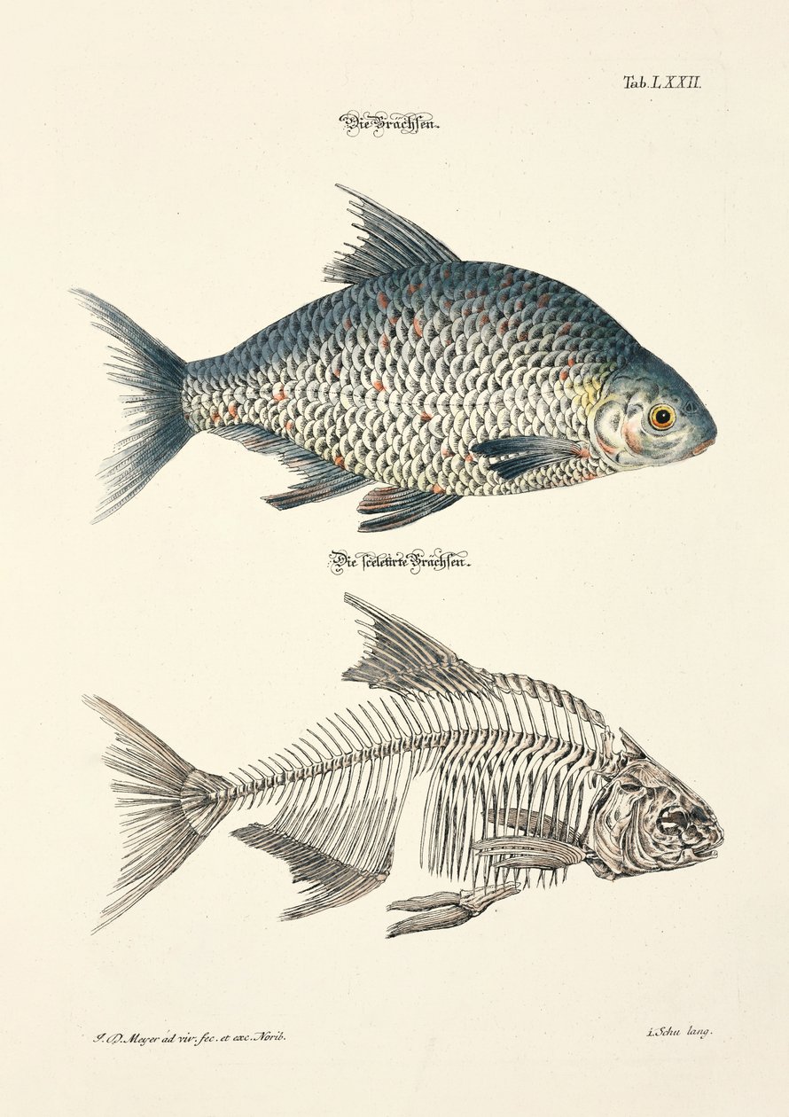 鳊鱼及其骨骼 作者 