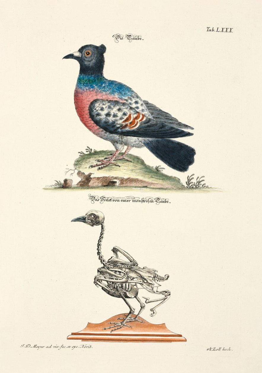 鸽子和它的骨骼 作者 