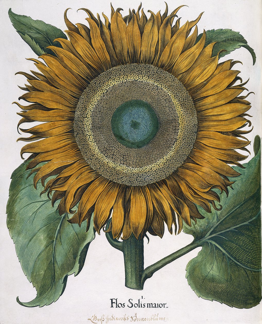 Flos Solis Maior，1613年 作者 约翰·恩斯特·伦奇