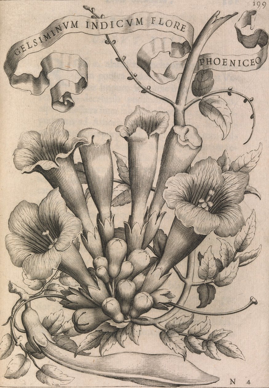 Gelsiminvm indicvm flore phoeniceo, 1633. 作者 约翰·弗里德里希·格鲁特